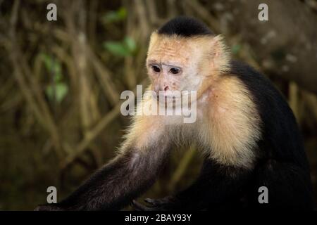 A White-faced capuchin monkey (Cebus imitator) in the mangroves of Isla Damas in Costa Rica. Stock Photo