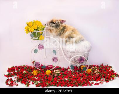 Fluffy Bunny Rabbit Riding Bicycle With Easter Basket Flowers Stock Photo