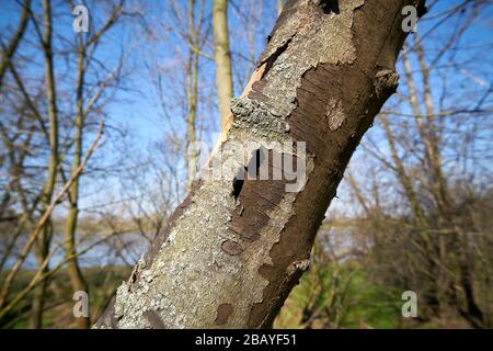 Dead sycamore maple in Magdeburg with symptoms of sooty bark disease caused by the fungus Cryptostroma corticale Stock Photo