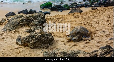 A panorama of a Hawaiian Green sea turtle lounging in the sand on Laniakea Beach. Stock Photo