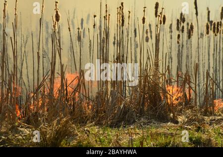 coastal zone of marsh creek, strong smoke from fire of liana overgrowth. Spring fires of dry reeds dangerously approach houses of village by river Stock Photo