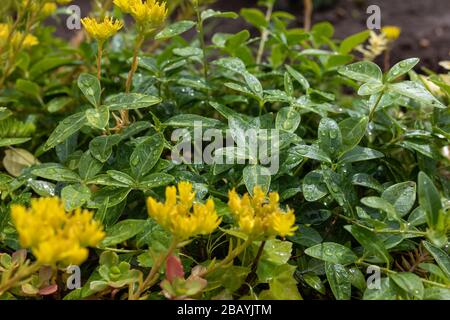 Close up view of flat green leaves with multiple drops of water on glossy surface and sunny yellow brushes of flowers. Beautiful piece of wild flora. Stock Photo