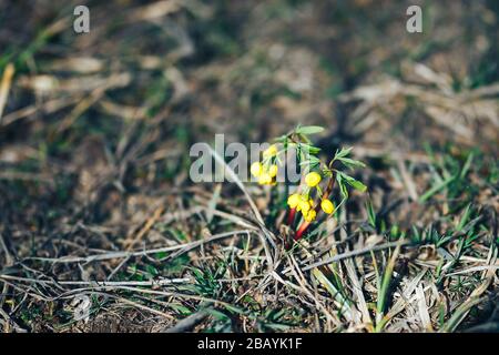 yellow snowdrop bloom in spring sunny day first flowers Stock Photo