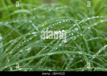 Close view of multiple dewdrops on fresh green grass. Selexted focus. Beauty and magic of nature. Shine like diamonds. Love and protect nature. Amazin Stock Photo