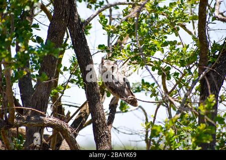 scops owl in a tree Stock Photo