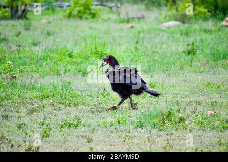 Southern ground hornbill