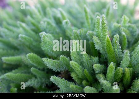 Young bush of yarrow, Achillea millefolium, medicinal plant, production of essential oil, use in liqueur products. Stock Photo