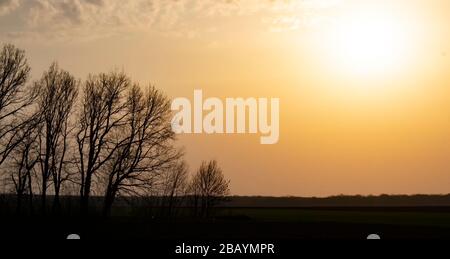 Tree silhouettes and bright orange evening sunlight. Stock Photo