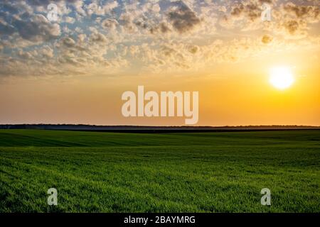 Beautiful sunset over green fields of young wheat and over fields prepared for crops in spring. Orange evening glow. Stock Photo