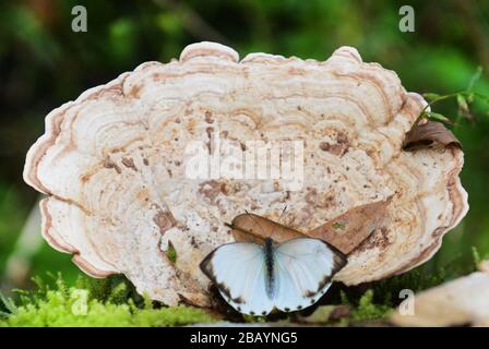 A giant tree fungus with a butterfly.