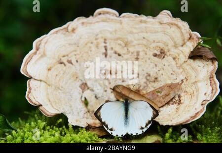 A giant tree fungus with a butterfly.