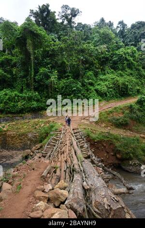 Crossing the wooden bridge in the Mankira wild coffee forest in the Kaffa region of Ethiopia.