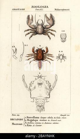 Porcelain crab, Porcellana species 1, shrimp, Megalopa mutica 2, and fossil of extinct crustacean, Eryon cuvieri 3. Porcellana larga-chela, Megalopa mutica, Erio di Cuvier. Handcoloured copperplate stipple engraving from Antoine Laurent de Jussieu's Dizionario delle Scienze Naturali, Dictionary of Natural Science, Florence, Italy, 1837. Illustration engraved by Corsi, drawn by Jean Gabriel Pretre and directed by Pierre Jean-Francois Turpin, and published by Batelli e Figli. Turpin (1775-1840) is considered one of the greatest French botanical illustrators of the 19th century. Stock Photo