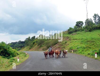 An Ethiopian man herding his cattle near Bonga, Ethiopia. Stock Photo