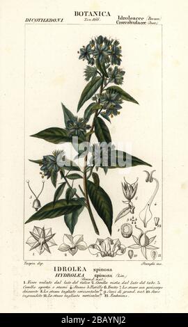 False fiddleleaf, Hydrolea spinosa. Idrolea spinosa. Handcoloured ...