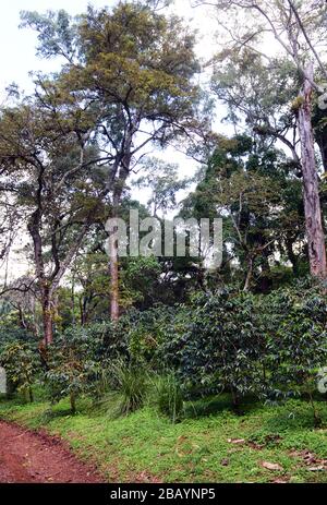 Teja & Tula coffee plantation in the Kaffa region of Ethiopia.