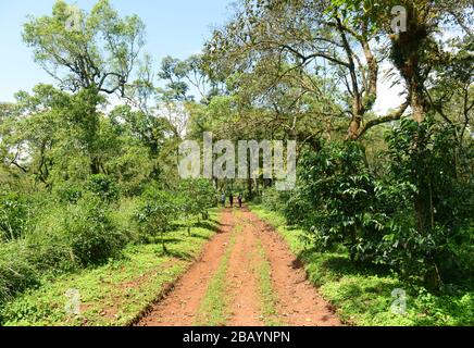 Driving between coffee estates in the Keffa region of Ethiopia. Stock Photo