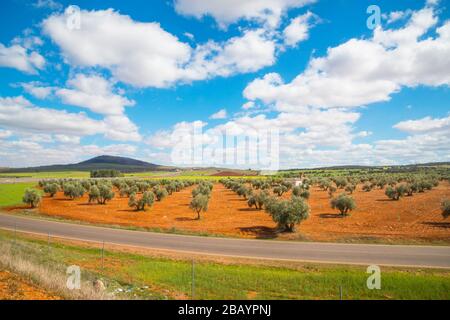 Olive grove. Almagro, Ciudad Real province, Castilla La Mancha, Spain. Stock Photo