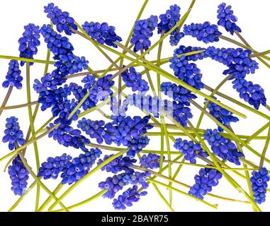 Blue grape hyacinths with green stems are jumbled, isolated on white Stock Photo