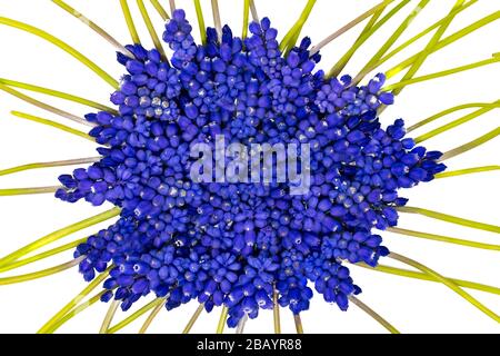 Blue grape hyacinths with green stems are jumbled, isolated on white Stock Photo