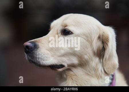 Golden Labrador Retriever with a collar sitting on the street.  Stock Photo