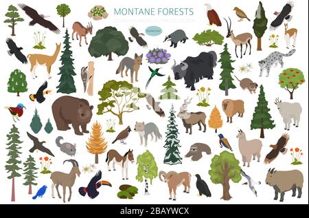 montane forest map