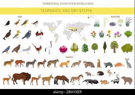 Temperate and dry steppe biome, natural region infographic. Prarie, steppe, grassland, pampas. Terrestrial ecosystem world map. Animals, birds and veg Stock Vector