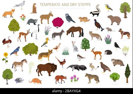 Temperate and dry steppe biome, natural region infographic. Prarie, steppe, grassland, pampas. Terrestrial ecosystem world map. Animals, birds and veg Stock Vector