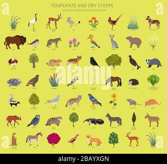 Temperate and dry steppe biome, natural region infographic. Prarie, steppe, grassland, pampas. Terrestrial ecosystem world map. Animals, birds and veg Stock Vector