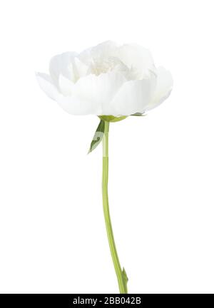 White peony isolated on white background. Stock Photo