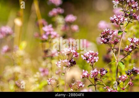 Closeup of wildflowers on a bright and sunny summer's day on an island on the south coast Norway. Stock Photo