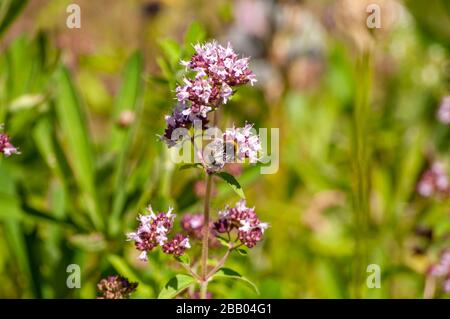 Closeup of wildflowers on a bright and sunny summer's day on an island on the south coast Norway. Stock Photo