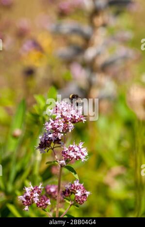 Closeup of wildflowers on a bright and sunny summer's day on an island on the south coast Norway. Stock Photo
