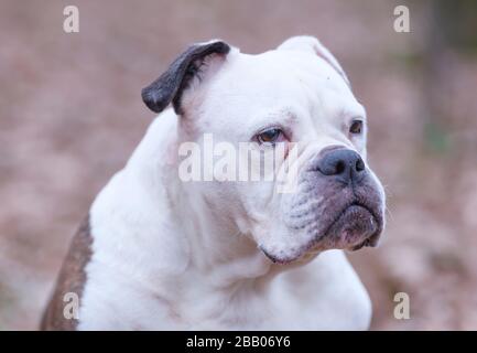 A white and brown English Bulldog dog head portrait with funny expression in face, selective focus, focus on eye Stock Photo
