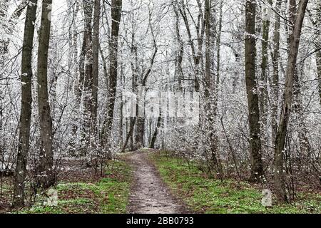 Snowfall in a park in spring with green grass and trees covered by snow Stock Photo