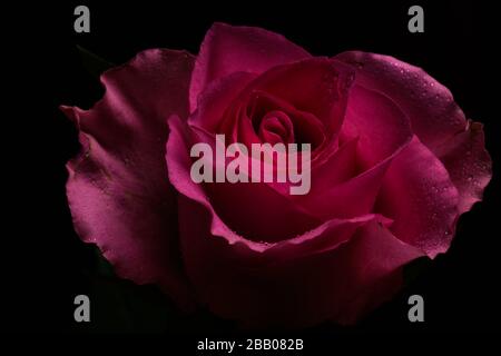 Pink rose flower isolated on black background Stock Photo