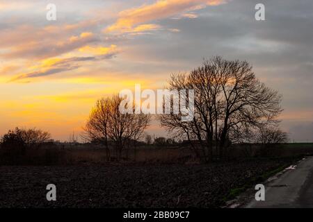 Trees silhouettes against orange evening sky. Sunset image. Stock Photo
