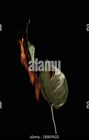 Withered flower. Withered flowers on black background. Dried flowers Stock Photo