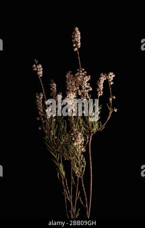 Withered flower. Withered flowers on black background. Dried flowers Stock Photo