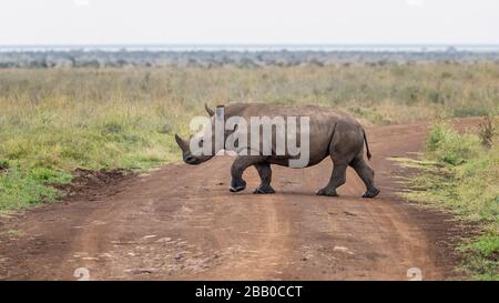 White rhinoceros, Ceratotherium simum, crossing a dirt road in Nairobi National Park, Kenya. Stock Photo
