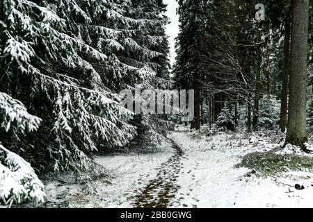 pathway in snowy pine forest Stock Photo
