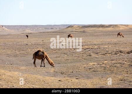 camels grazing in the steppes of kazakhstan, Caspian Depression desert, Aktau, Mangystau region, Kazakhstan Stock Photo