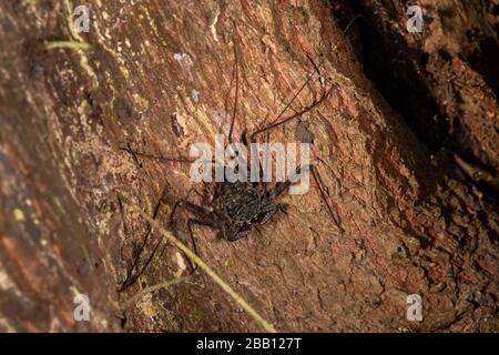Whip Spider Or Tailess Whip Scorpion, Paraphrynus laevifrons, Phrynidae, Corcovado National Park; Osa Peninsula; Costa Rica; Centroamerica Stock Photo