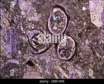 Rock thin section with fossils under the microscope Stock Photo - Alamy