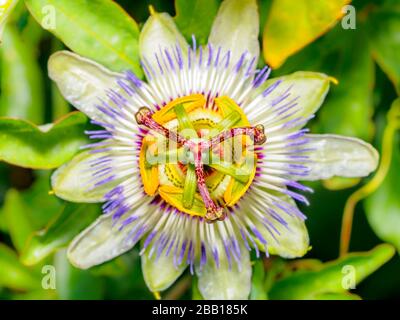 Passion-flowers (Passiflora coerulea) Stock Photo