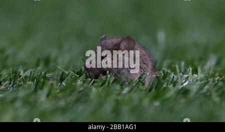 A mouse seen on the Old Trafford pitch during the game Stock Photo