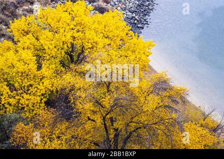 Aspen trees with fall colored foliage on a rainy day; California Stock Photo