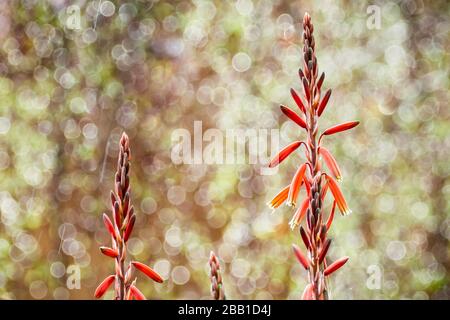 Close up of Aloe flowers; blurred background with bright defocused water drops Stock Photo