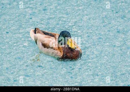 Male Mallard duck (Anas platyrhynchos) swimming in a pool during a storm with torrential rain; Stock Photo