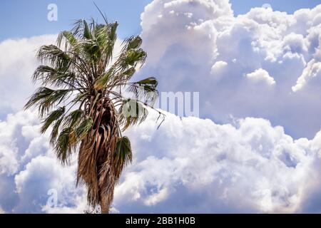 Close up of Palm tree; storm clouds visible in the background; California Stock Photo